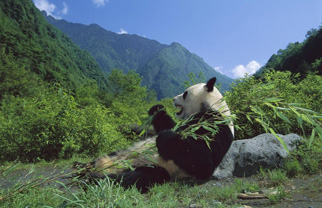 Panda