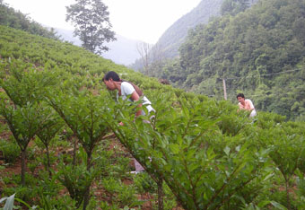 Konjac Tree
