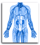 illustration of the human body