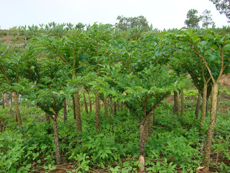 Konjac Foods Pure Fiber Zero Calories Pasta